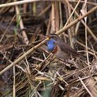 singendes Blaukehlchen