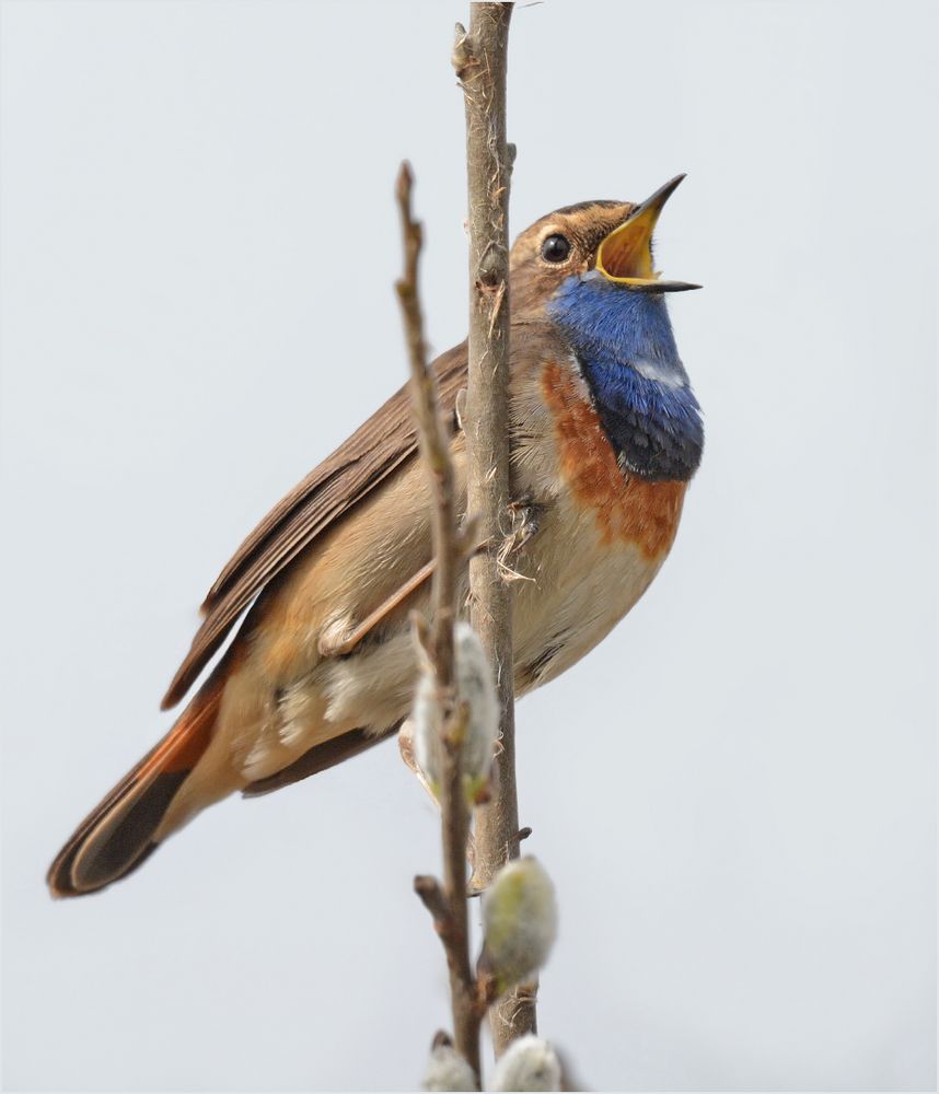 Singendes Blaukehlchen