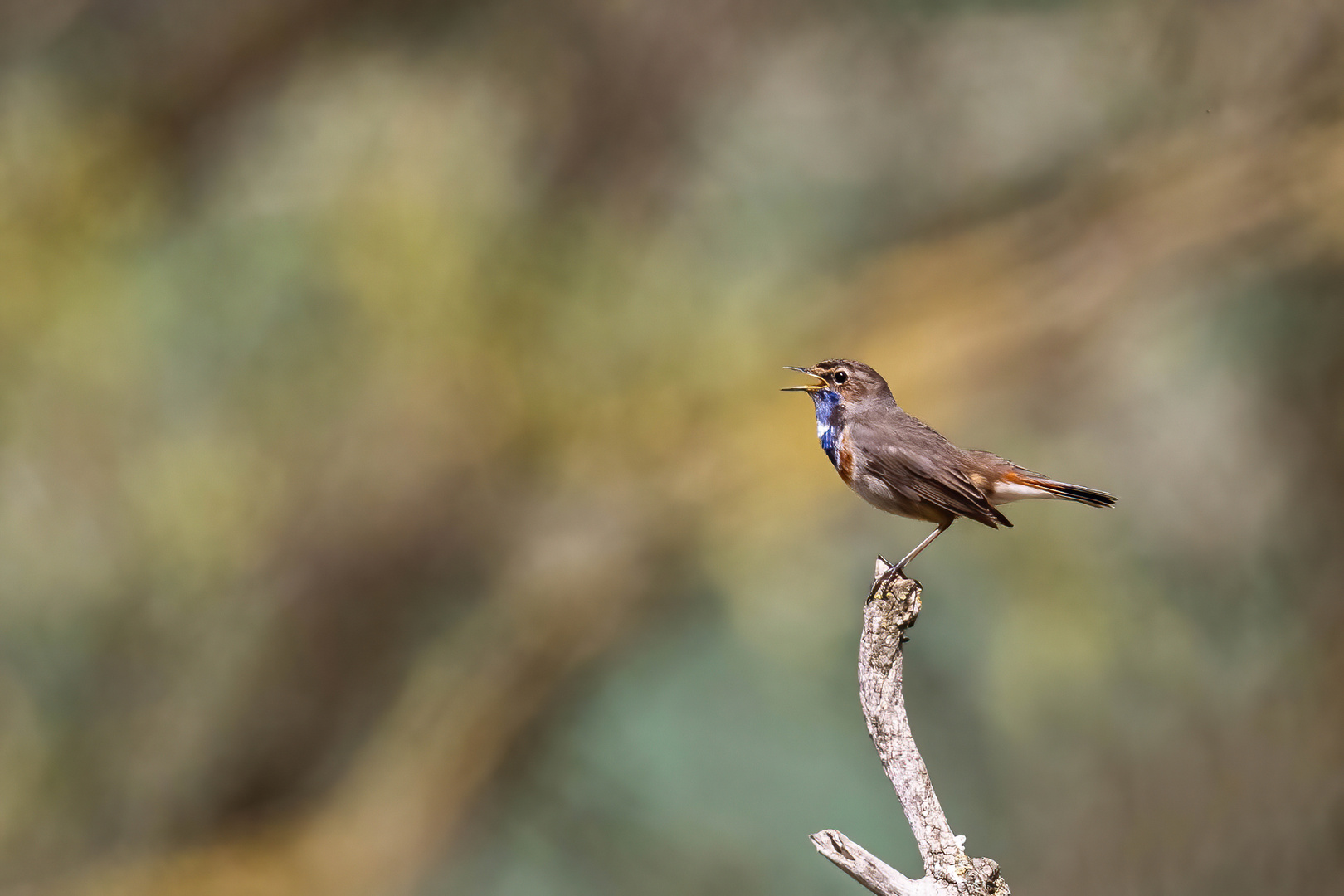 Singendes Blaukehlchen 