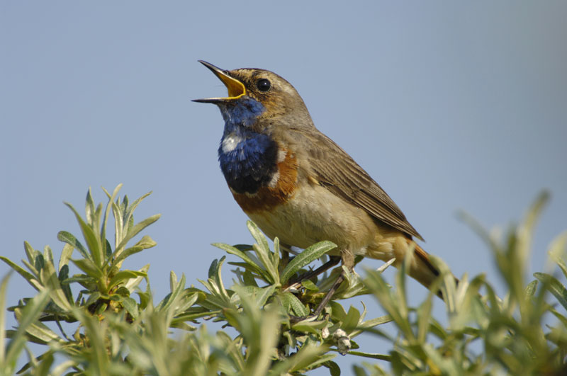 singendes Blaukehlchen