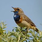 singendes Blaukehlchen