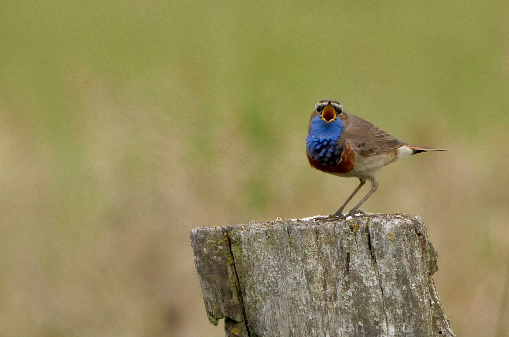 Singendes Blaukehlchen