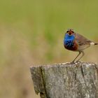 Singendes Blaukehlchen