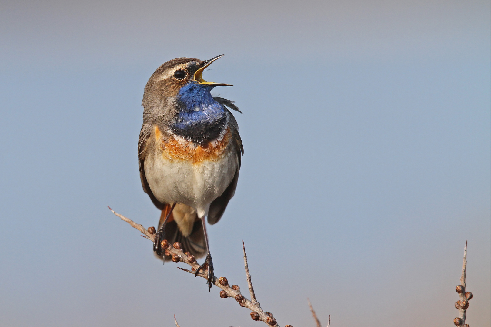 singendes Blaukehlchen