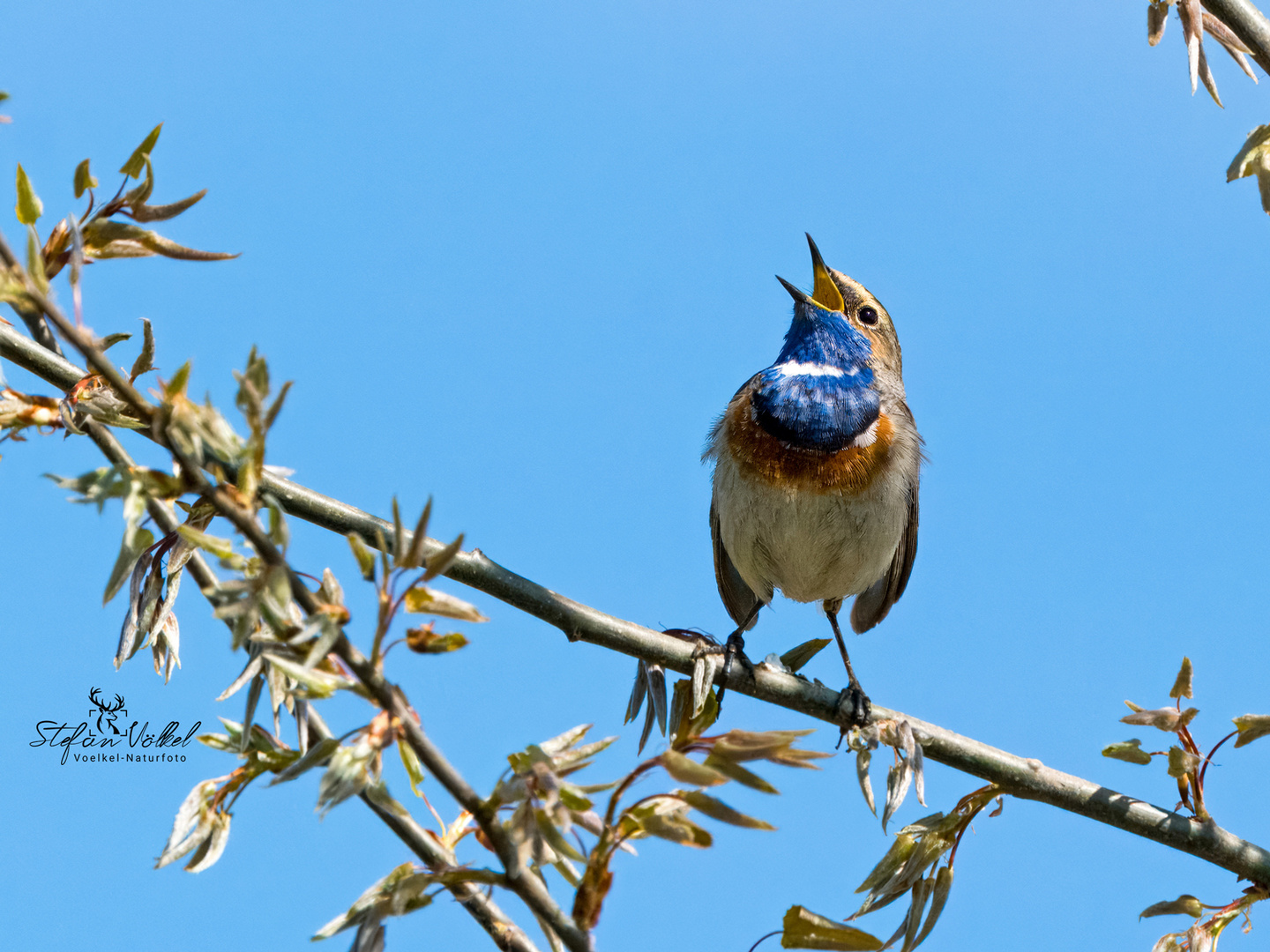 Singendes Blaukehlchen