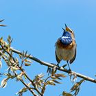 Singendes Blaukehlchen