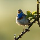 Singendes Blaukehlchen in Sonnenpracht