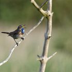 Singendes Blaukehlchen Männchen