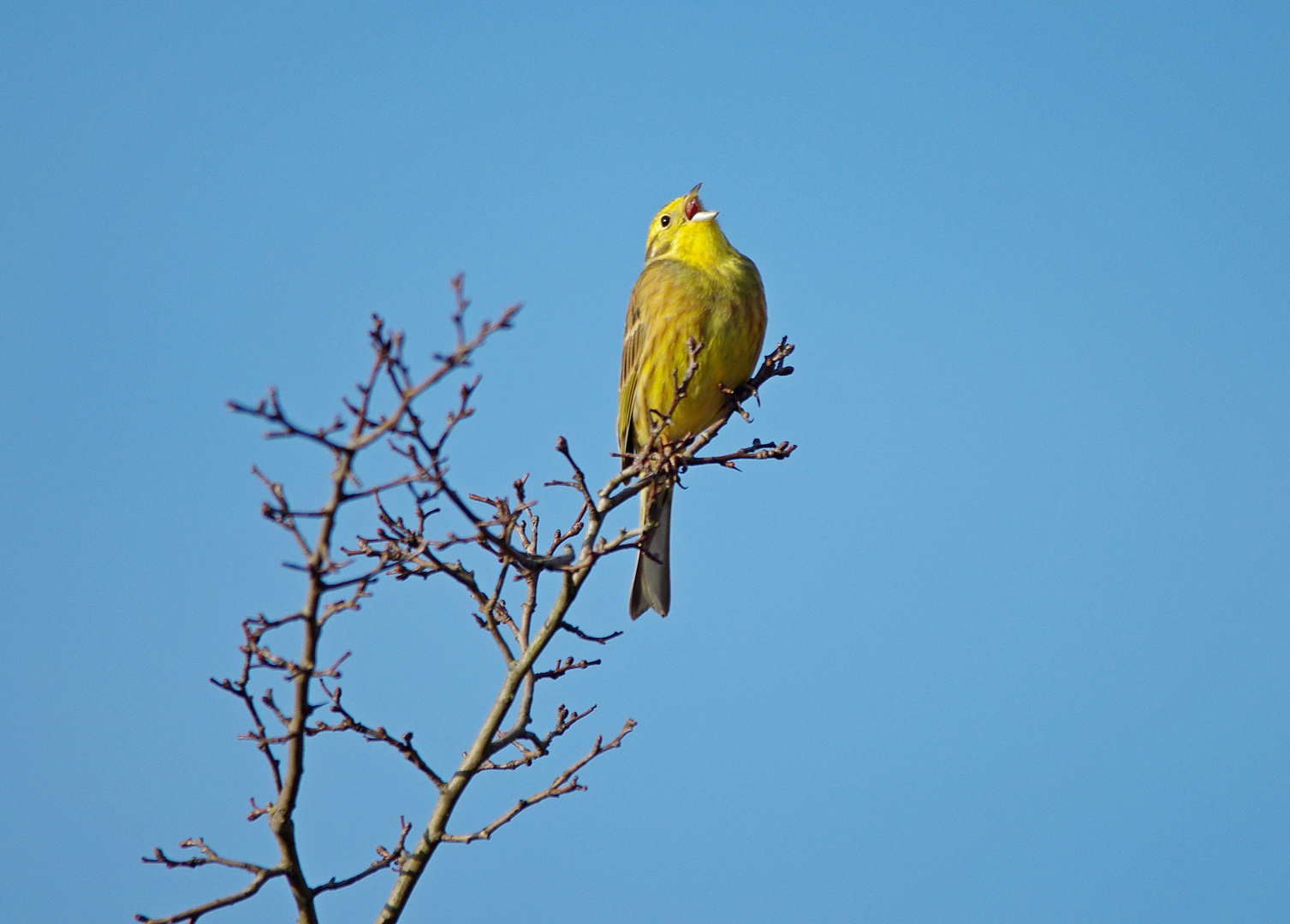 Singendes Goldammer-Männchen 15.2.15