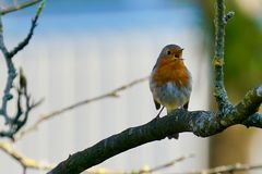 Singendes Rotkehlchen