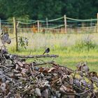 singendes Rotschwänzchen