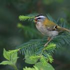 Singendes Sommergoldhähnchen | Regulus ignicapilla