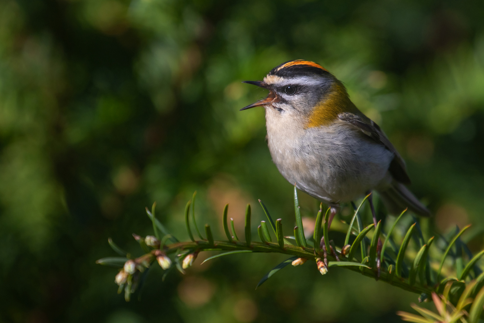 singendes Sommergoldhähnchen -  Regulus ignicapilla