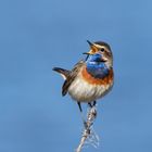 Singendes Weißsterniges Blaukehlchen  (Luscinia svecica) , Männchen