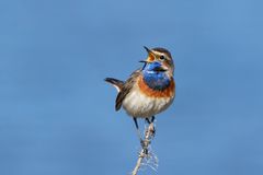 Singendes Weißsterniges Blaukehlchen  (Luscinia svecica) , Männchen