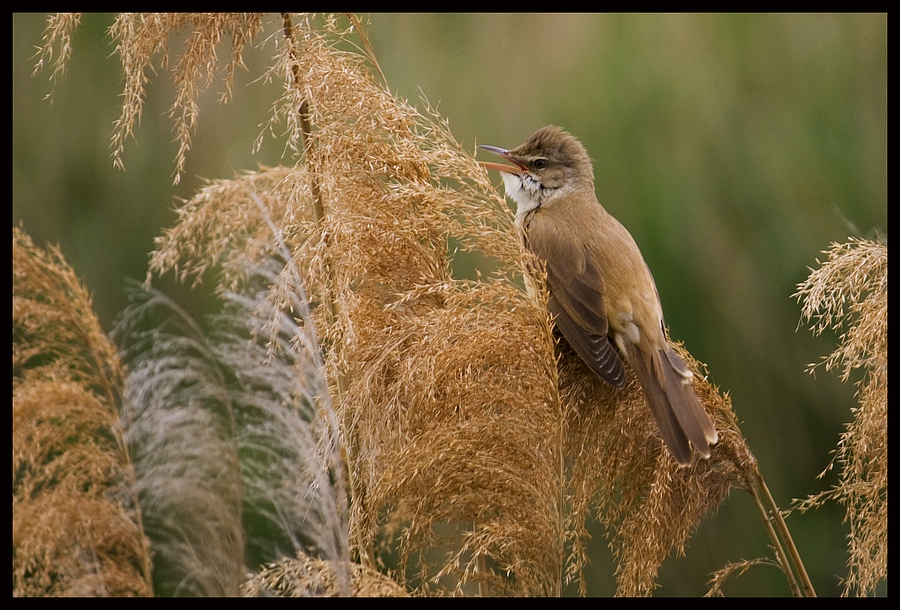 Singer