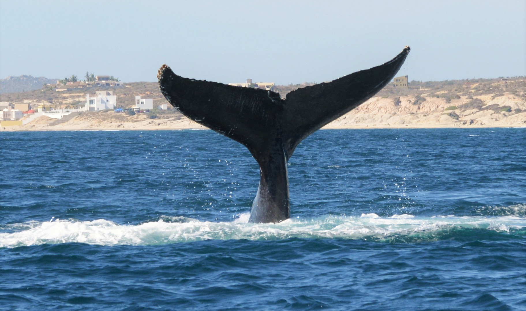 Singer male of humpback whale