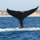 Singer male of humpback whale