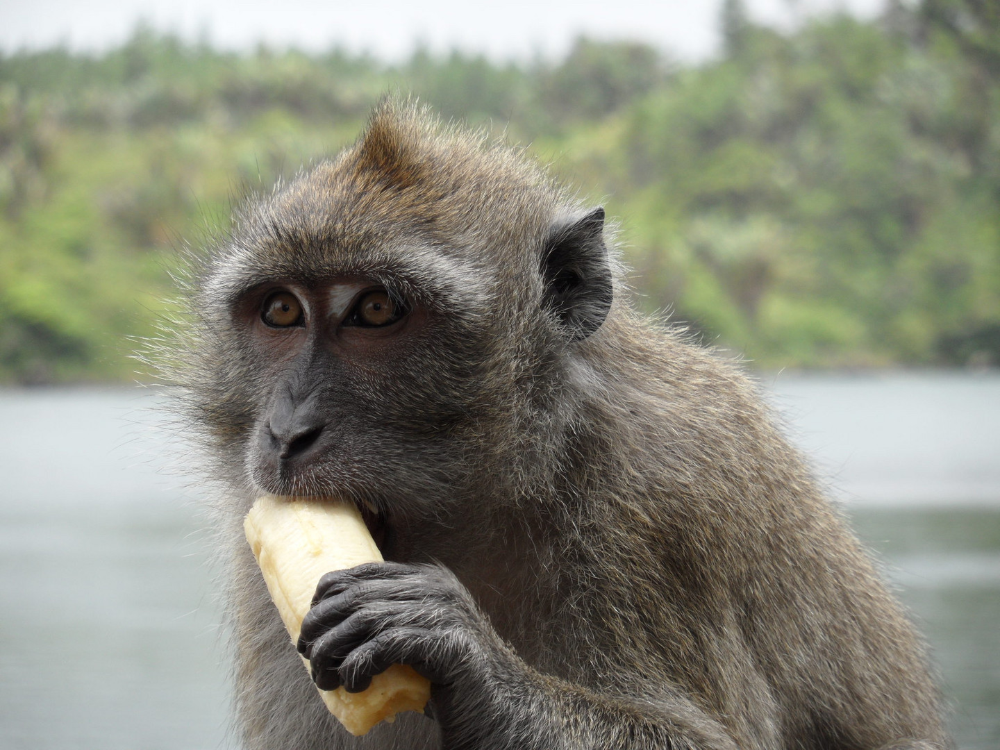 Singes dans un temple