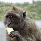 Singes dans un temple