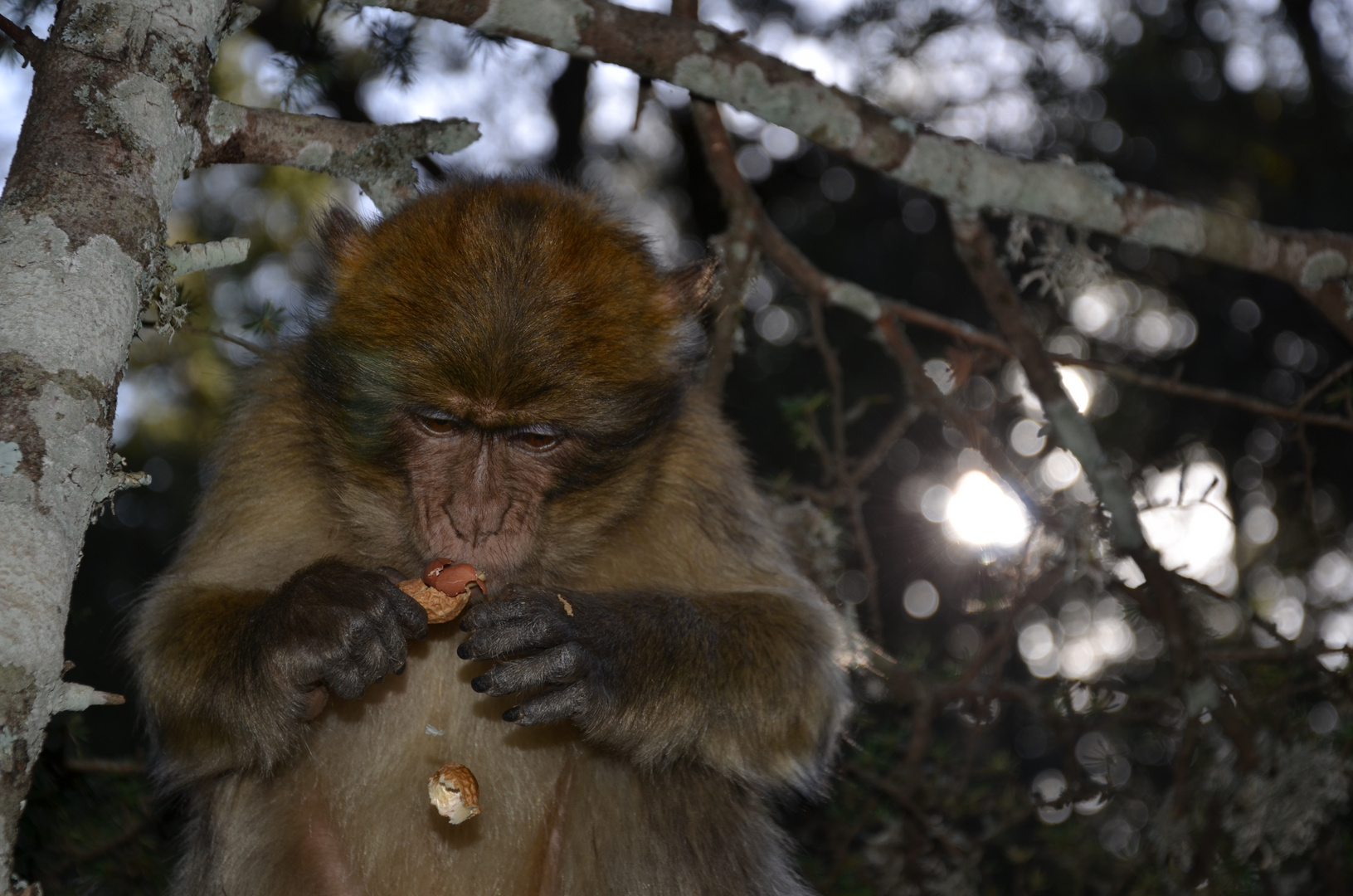 singes de azro