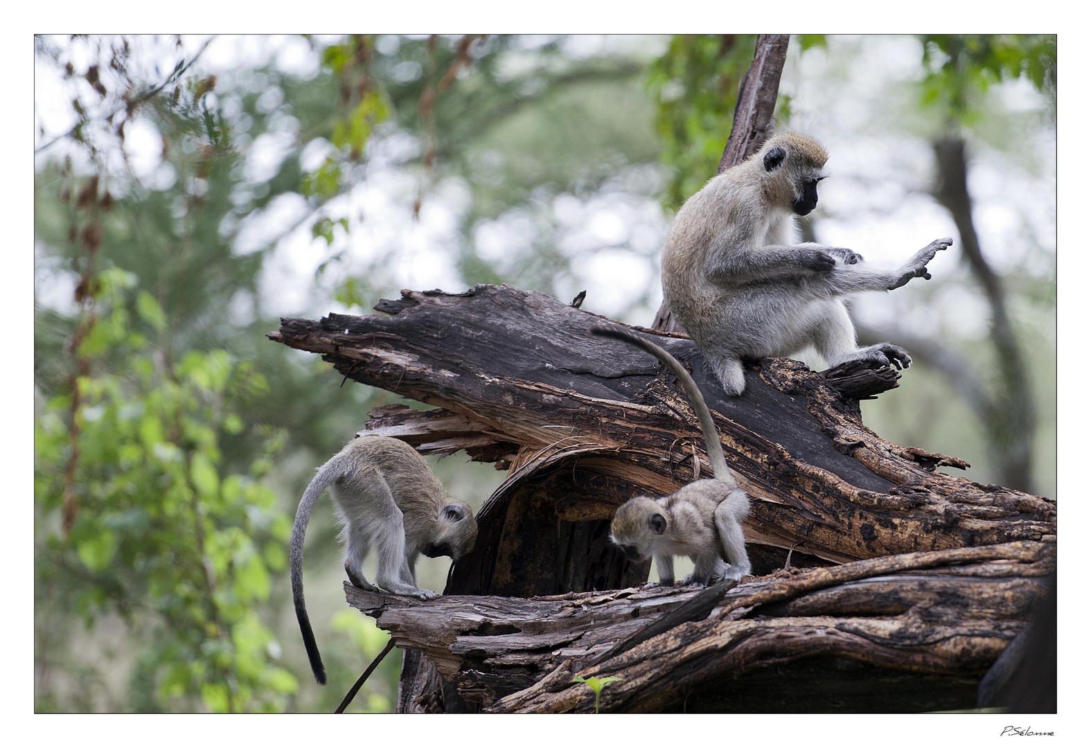 Singes en Tanzanie ( Lac Manyara )