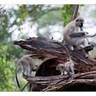 Singes en Tanzanie ( Lac Manyara )