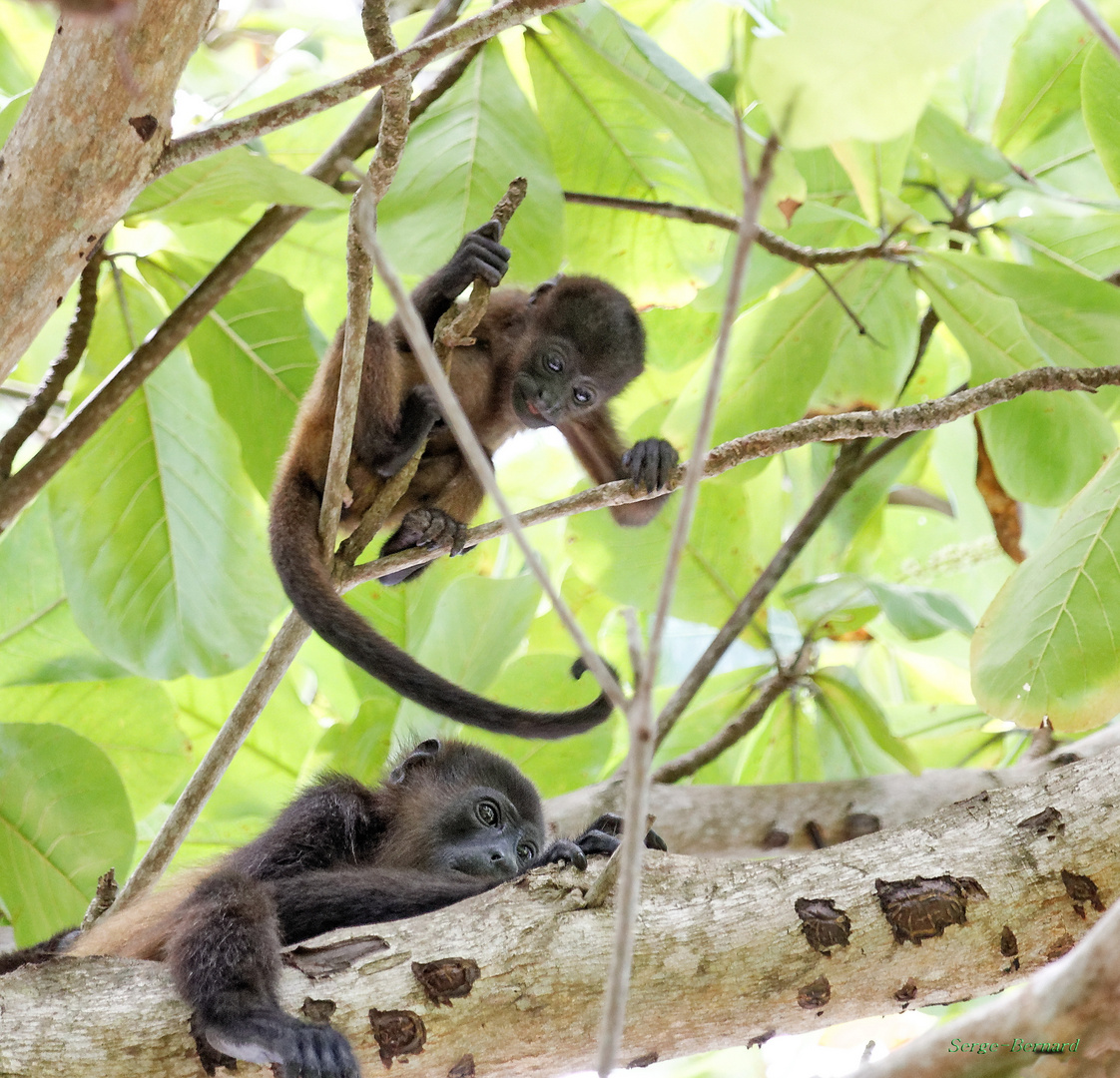 Singes hurleurs:Un des 4 types de singes qui peuplent les forêts du Costa Rica.