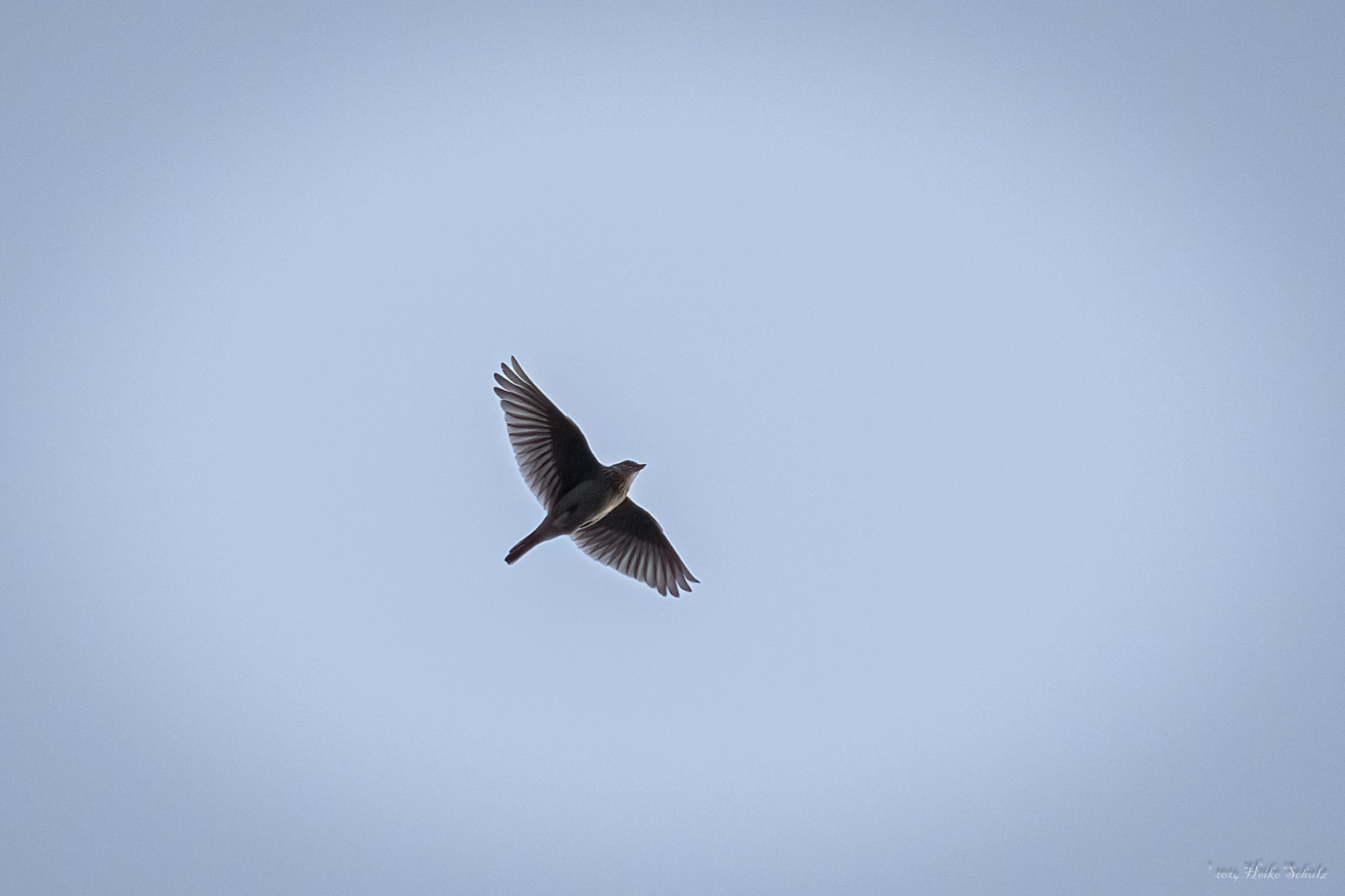 Singflug der Feldlerche