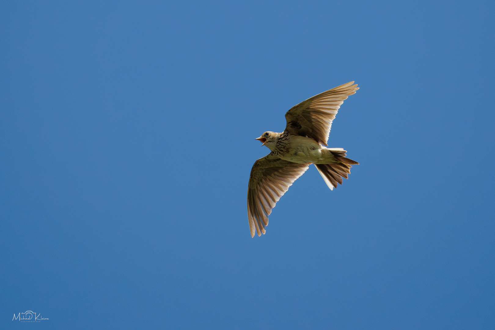 Singflug der Feldlerche