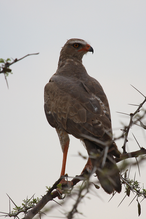 Singhabicht Etosha Namibia 15.10.2009