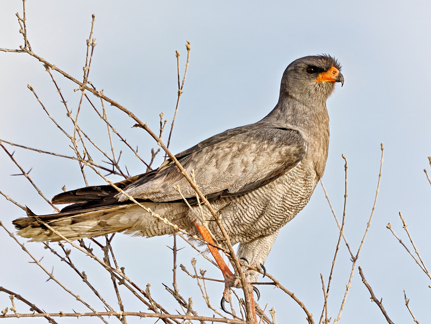 Singhabicht im Etosha Nationalpark