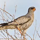 Singhabicht im Etosha Nationalpark