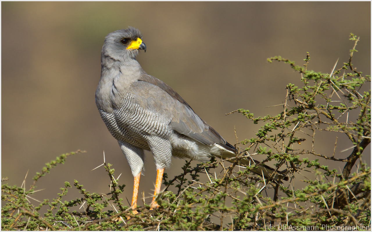 Singhabicht in der Samburu