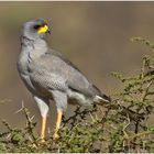 Singhabicht in der Samburu