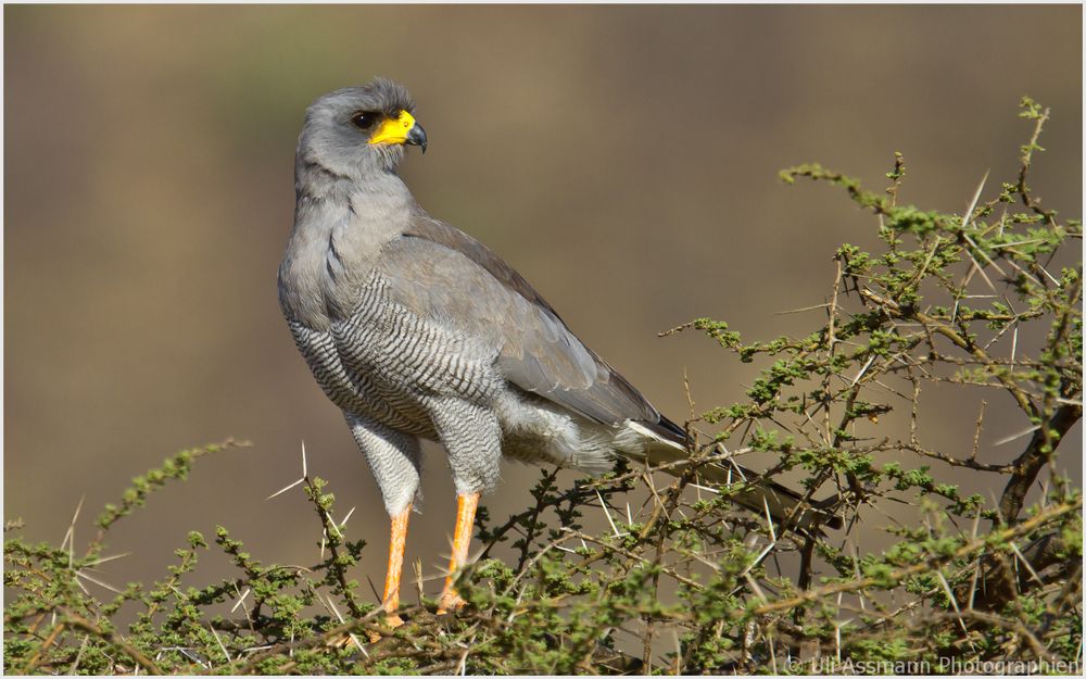 Singhabicht in der Samburu