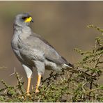 Singhabicht in der Samburu