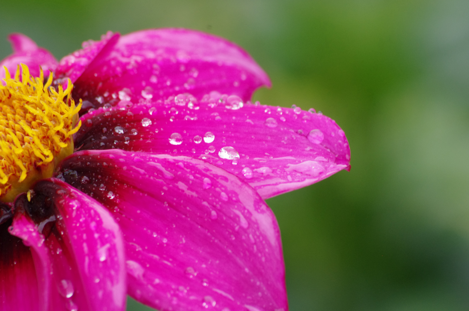 Singin' In The Rain