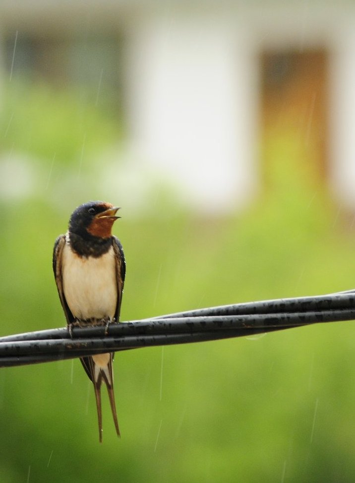 Singin' in the rain