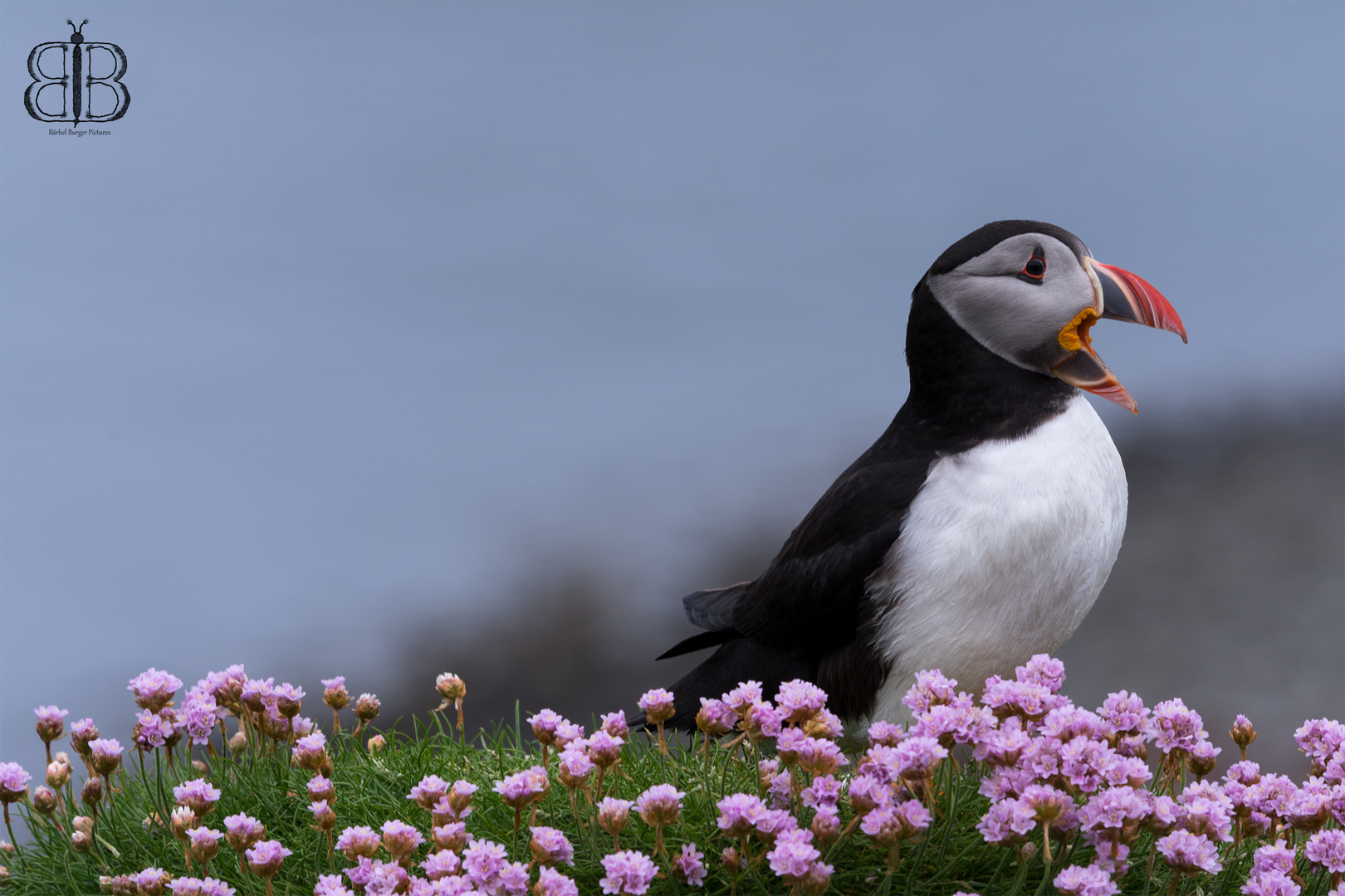 singin Puffin