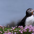 singin Puffin