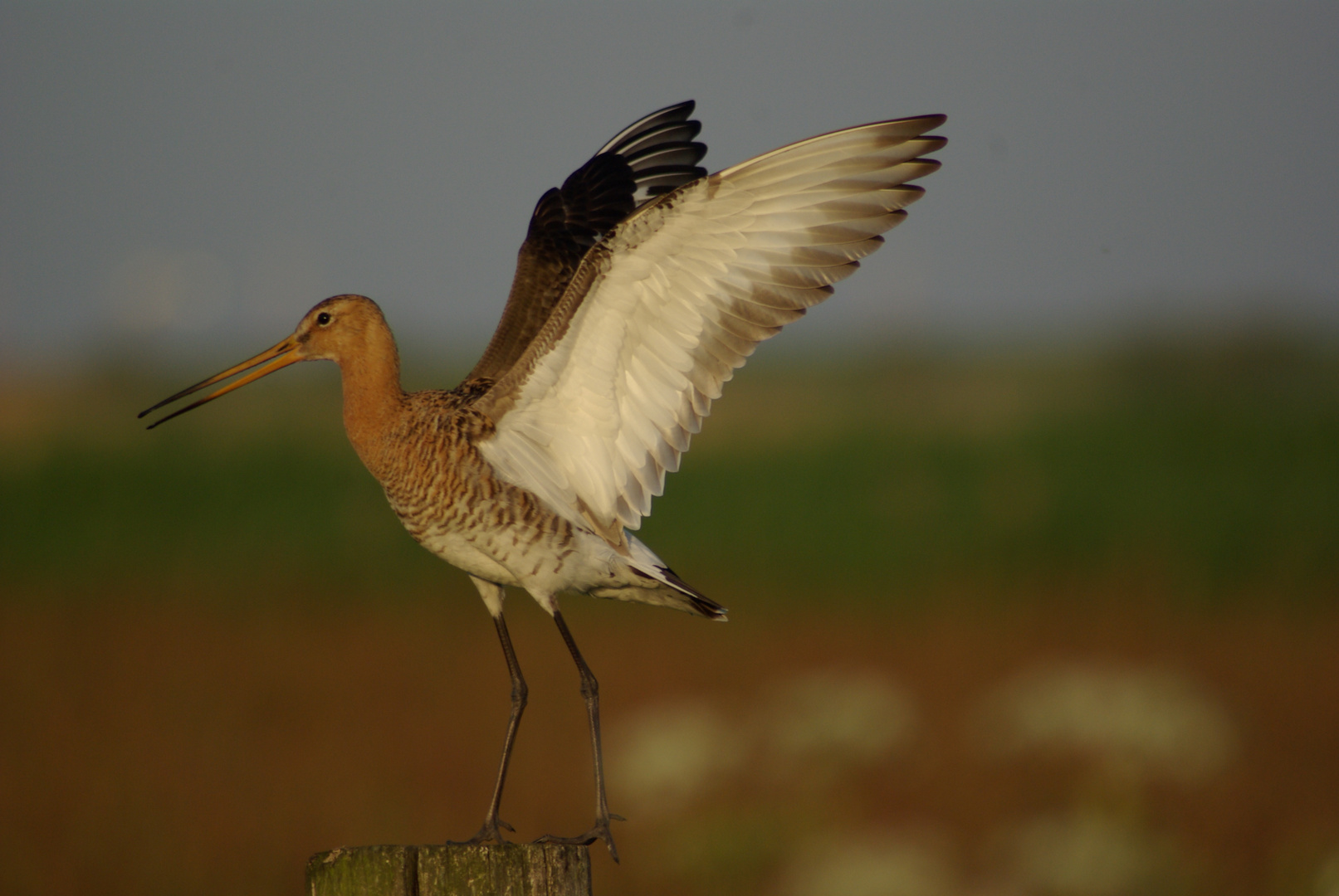 Singing and Dancing Godwit !