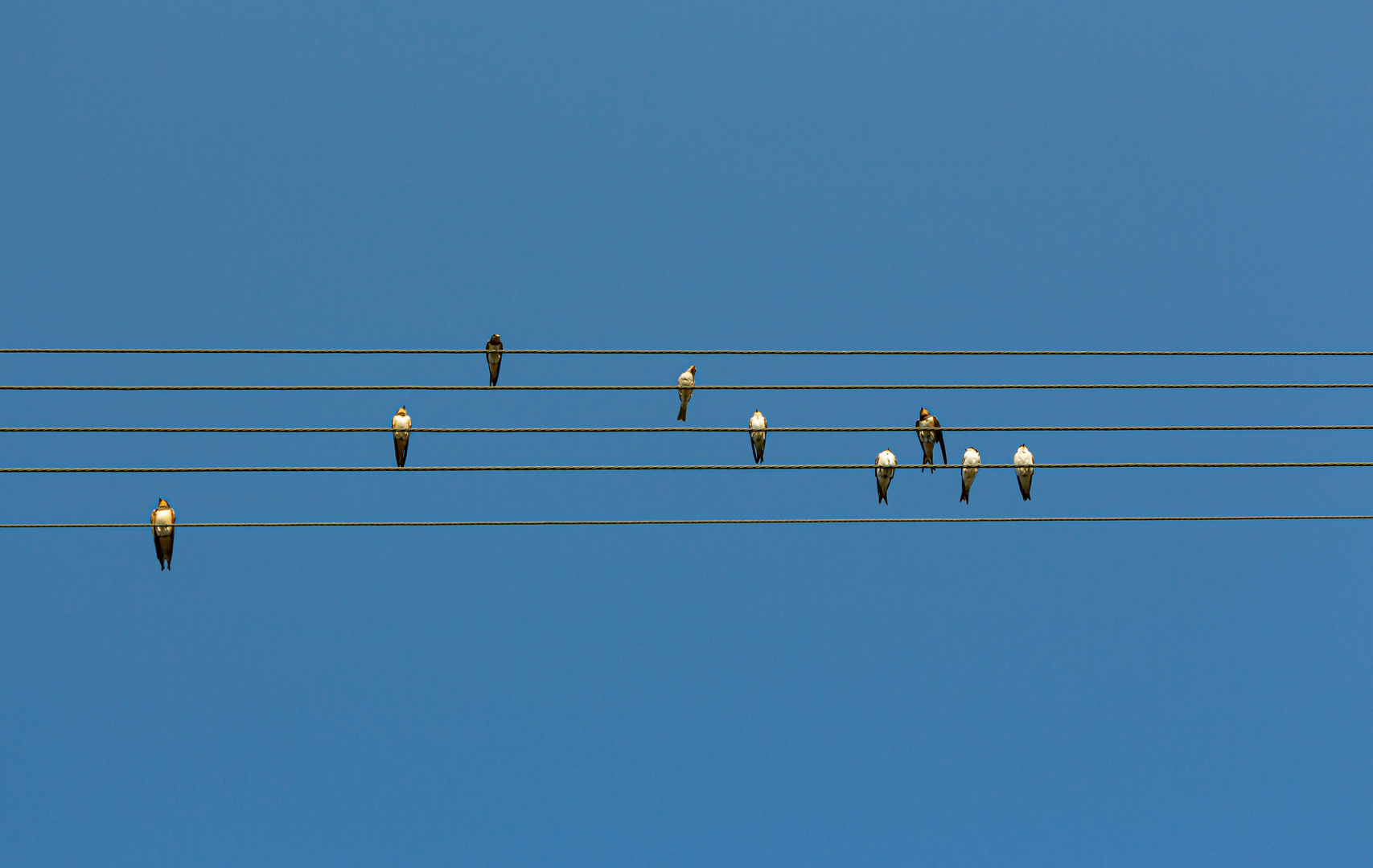 Singing Birds...