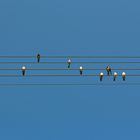 Singing Birds...