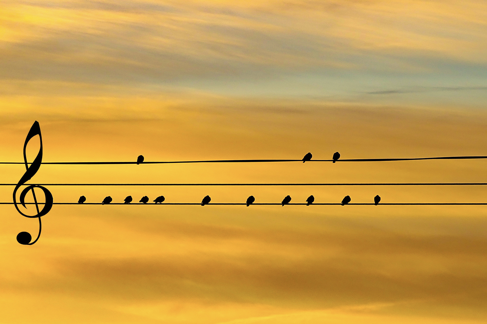 Singing birds