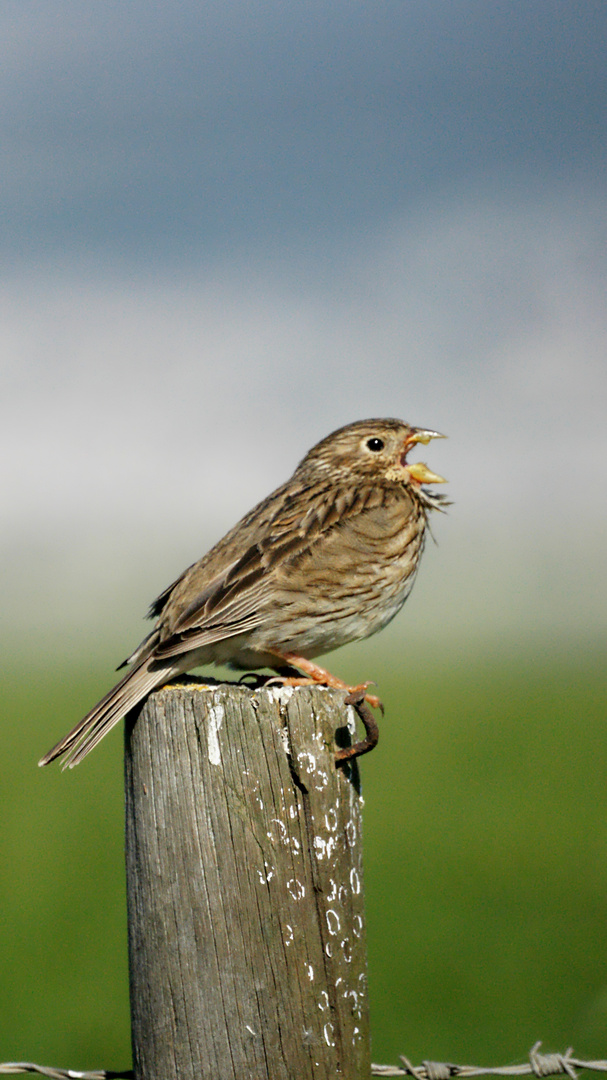 Singing