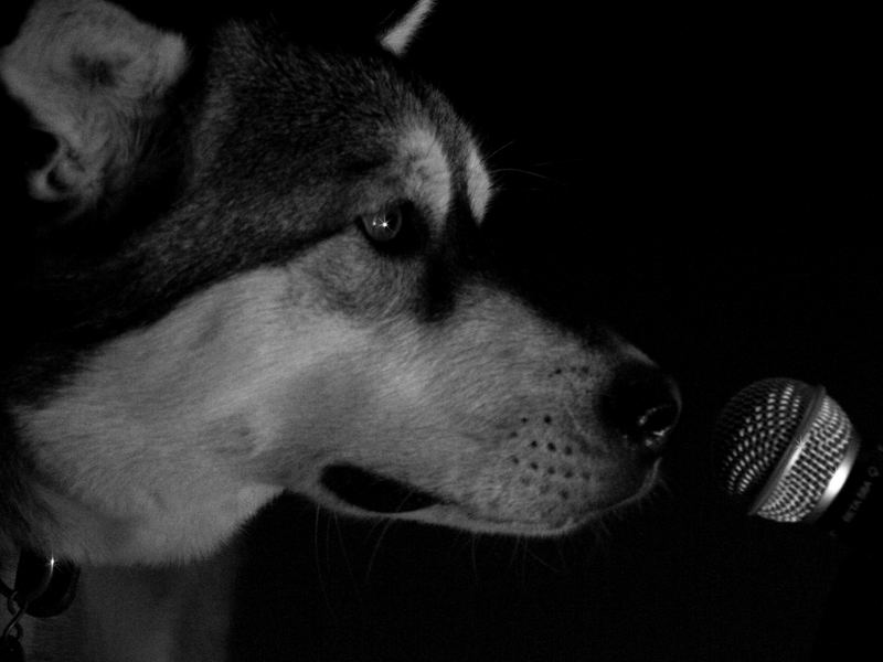 Singing Dog