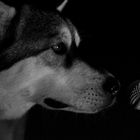 Singing Dog