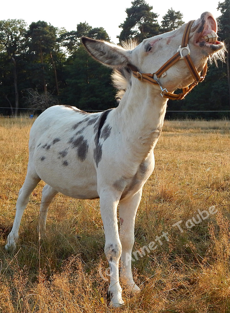 singing donkey