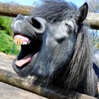 Singing Donkey ;-))